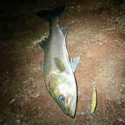 3連勝中！秋シーバス開催中