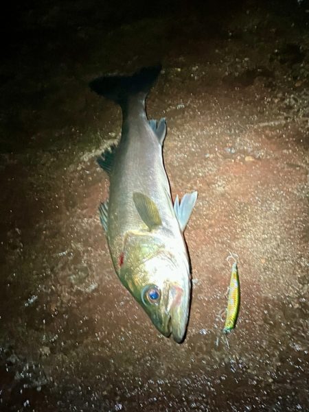 3連勝中！秋シーバス開催中