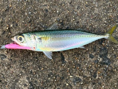 そろそろ中アジ始まる?