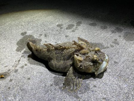 寒いけど楽しい釣行