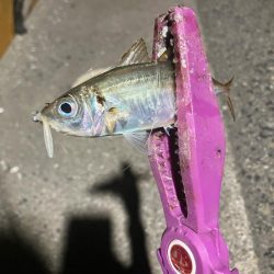 癒しの豆アジング