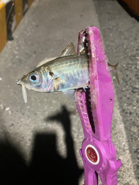 癒しの豆アジング