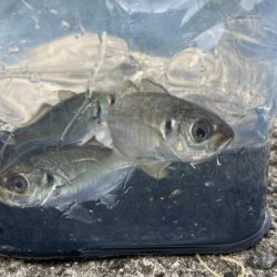 鯵を探して三千里 Vol.94