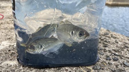 鯵を探して三千里 Vol.94