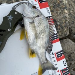 隙間時間のシロギスタ