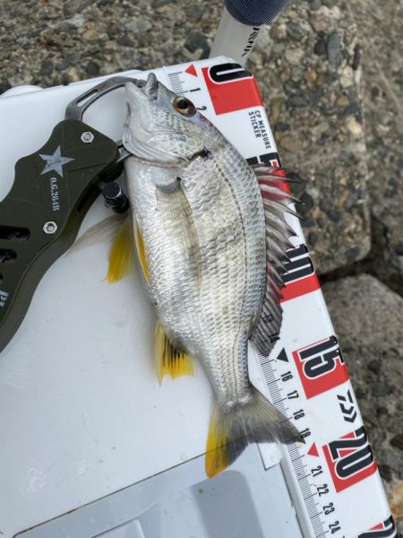 隙間時間のシロギスタ