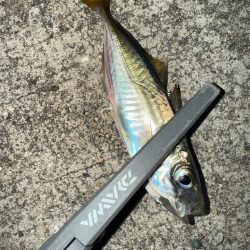 深夜の癒しの時間