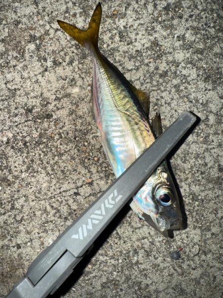 深夜の癒しの時間