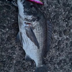 【悲報】サゴシ祭り終了のお知ら