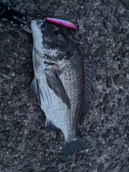 【悲報】サゴシ祭り終了のお知ら