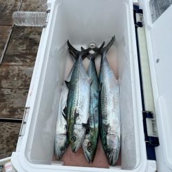 無限サゴシ再び…