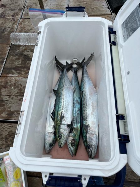 無限サゴシ再び...