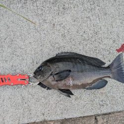 チヌ、グレ多数　エビ撒き