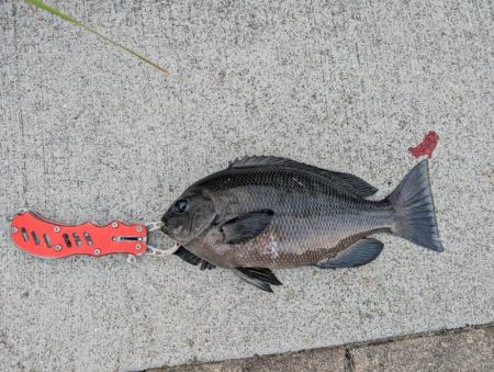 チヌ、グレ多数　エビ撒き