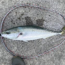 メジロがデタ！