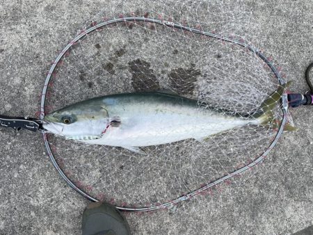 メジロがデタ！