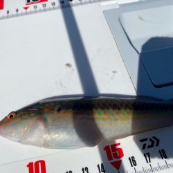 波風強し、スミ2のカワハギスタ