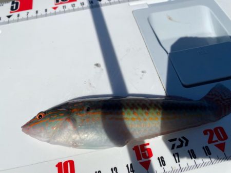 波風強し、スミ2のカワハギスタ