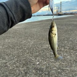 チーバス祭開催中