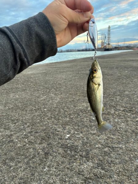 チーバス祭開催中