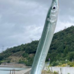 サヨリウジャウジャおかえりアジ