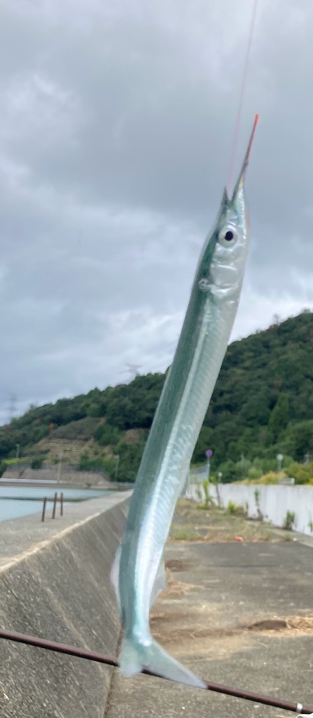 サヨリウジャウジャおかえりアジ