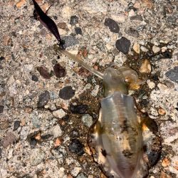 平日短時間釣行