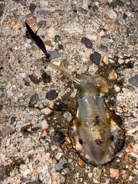 平日短時間釣行