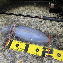 秋🦑　爆風エギング😅