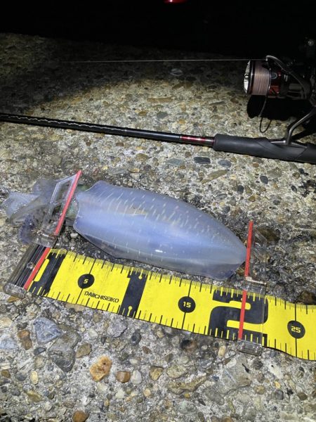 秋🦑　爆風エギング😅