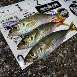 半信半疑アジング