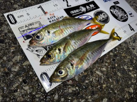 半信半疑アジング