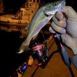 秋イカ探し 失敗