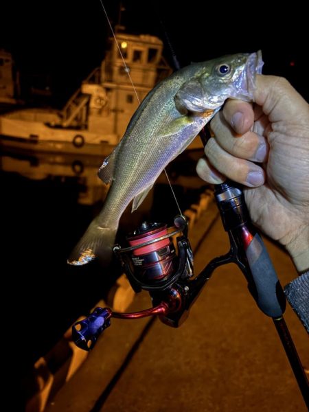 秋イカ探し 失敗