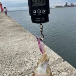 アオリイカはお留守でした