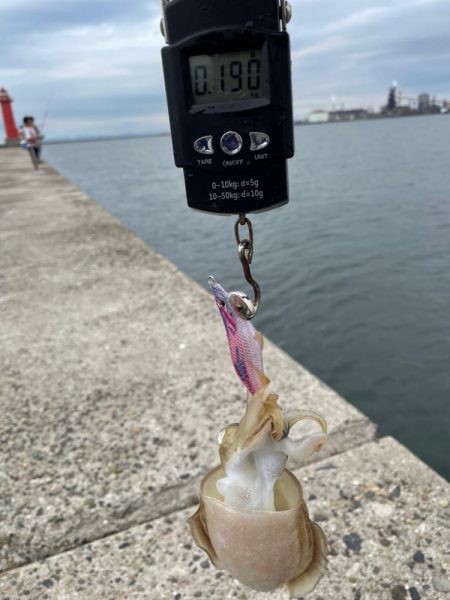 アオリイカはお留守でした