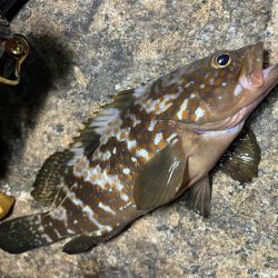 潮とひらめっこの悶絶アジング