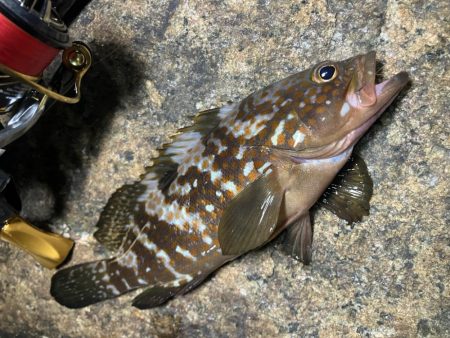 潮とひらめっこの悶絶アジング