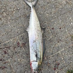 大阪湾奥ショアジギ