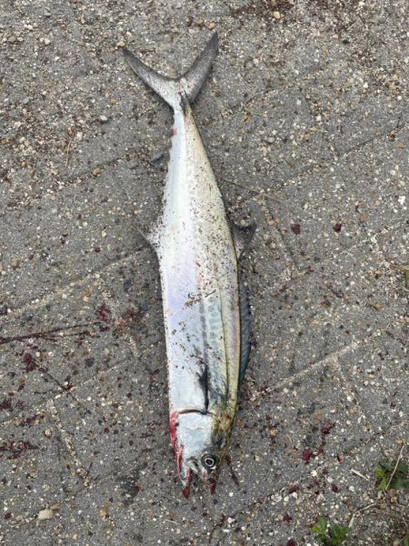 大阪湾奥ショアジギ