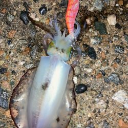 夜の短時間エギング