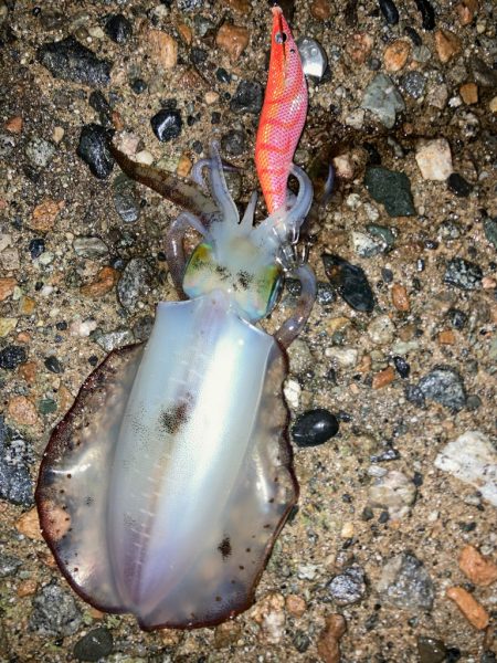 夜の短時間エギング