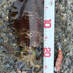 タチウオ回遊中