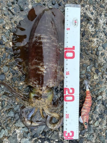 タチウオ回遊中