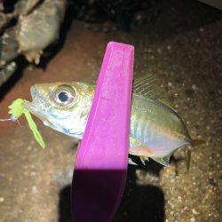 干潮潮止まりの悶絶アジング