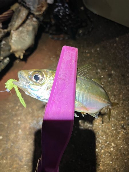 干潮潮止まりの悶絶アジング