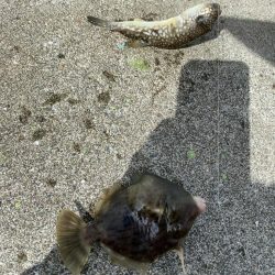 幻の8尾目、カワハギスタの無念