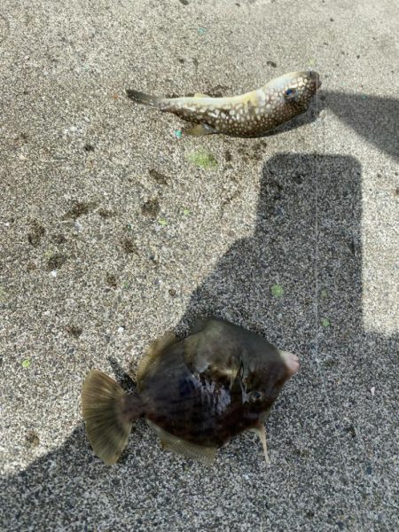 幻の8尾目、カワハギスタの無念