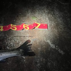 イワシの群れが汽水域まで!