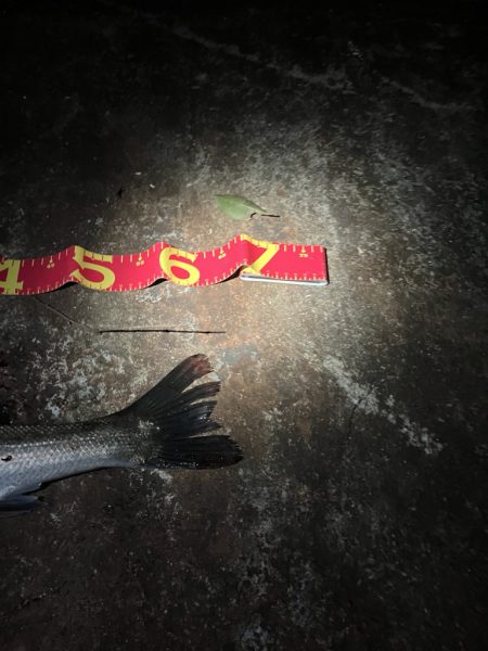 イワシの群れが汽水域まで!